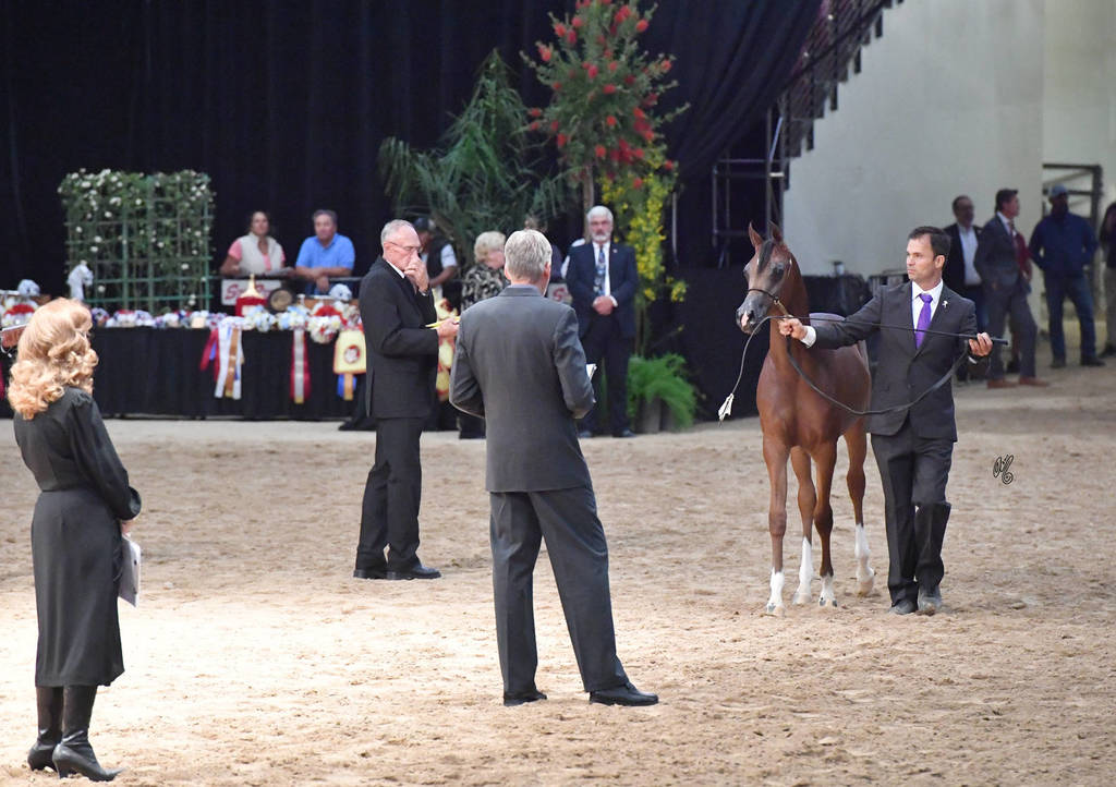 Yearling Colt Gold Champion: Enzino PCF (Enzo X Maria PCF) 