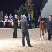 Yearling Colt Gold Champion: Enzino PCF (Enzo X Maria PCF) 