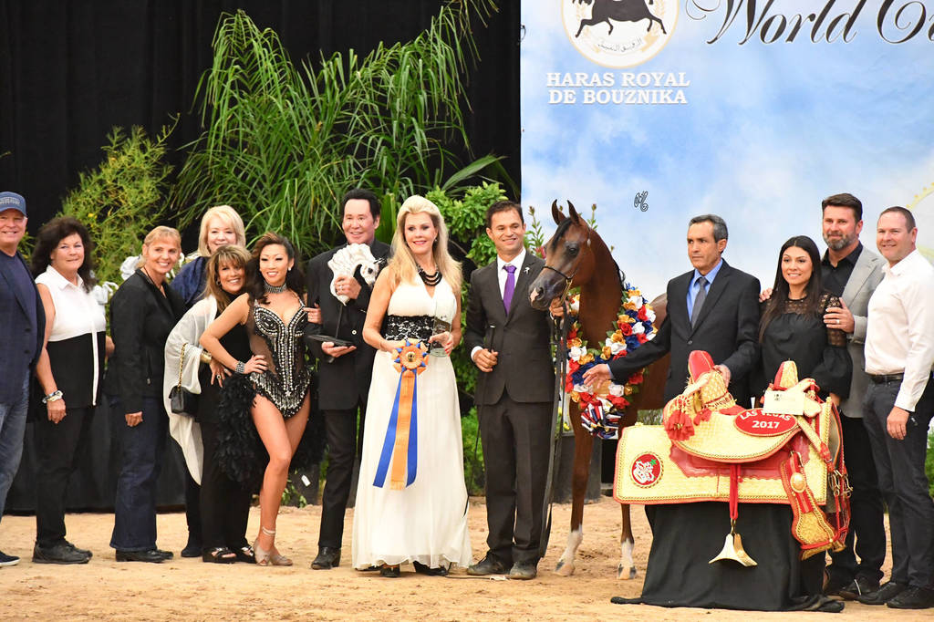 Yearling Colt Gold Champion: Enzino PCF (Enzo X Maria PCF) 