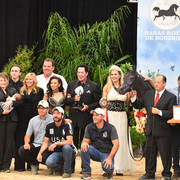 Yearling Colt Silver Champion: Lucius GA (JJ Bellagio X Duchess of Marwan)
