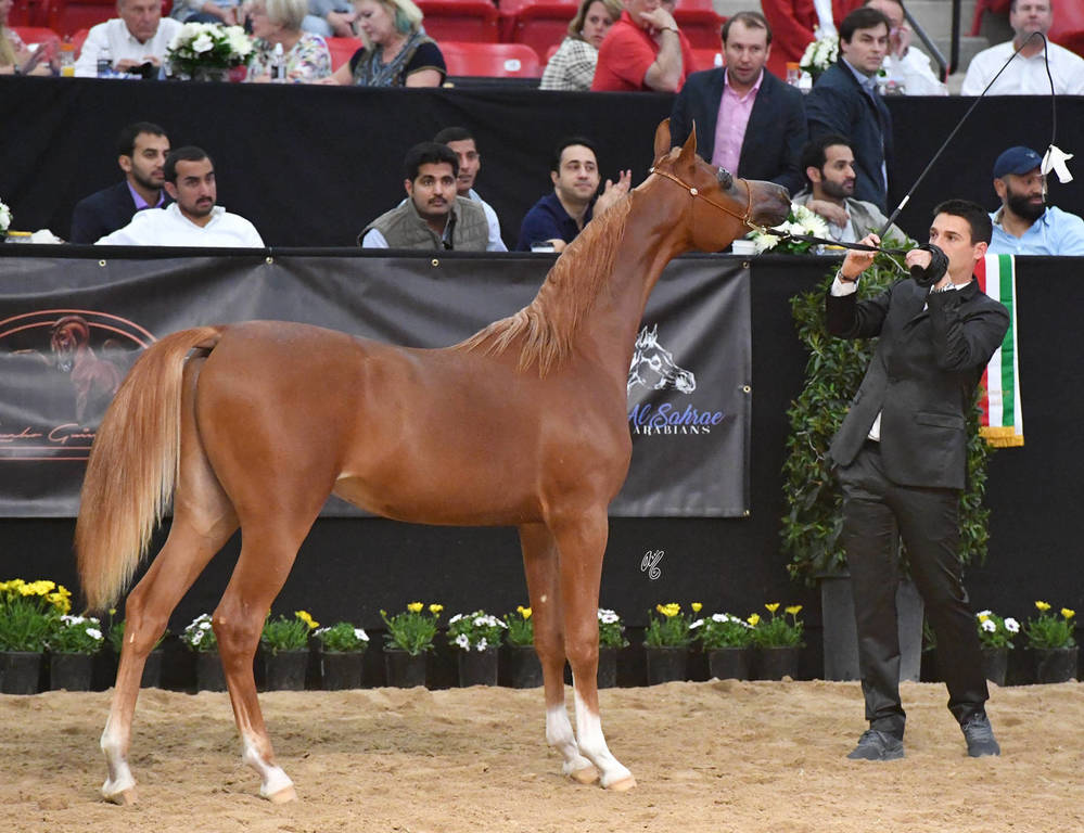 Yearling Colt Bronze Champion: RD Harenaado (Hariry Al Shaqab X DM Endless Romance) 