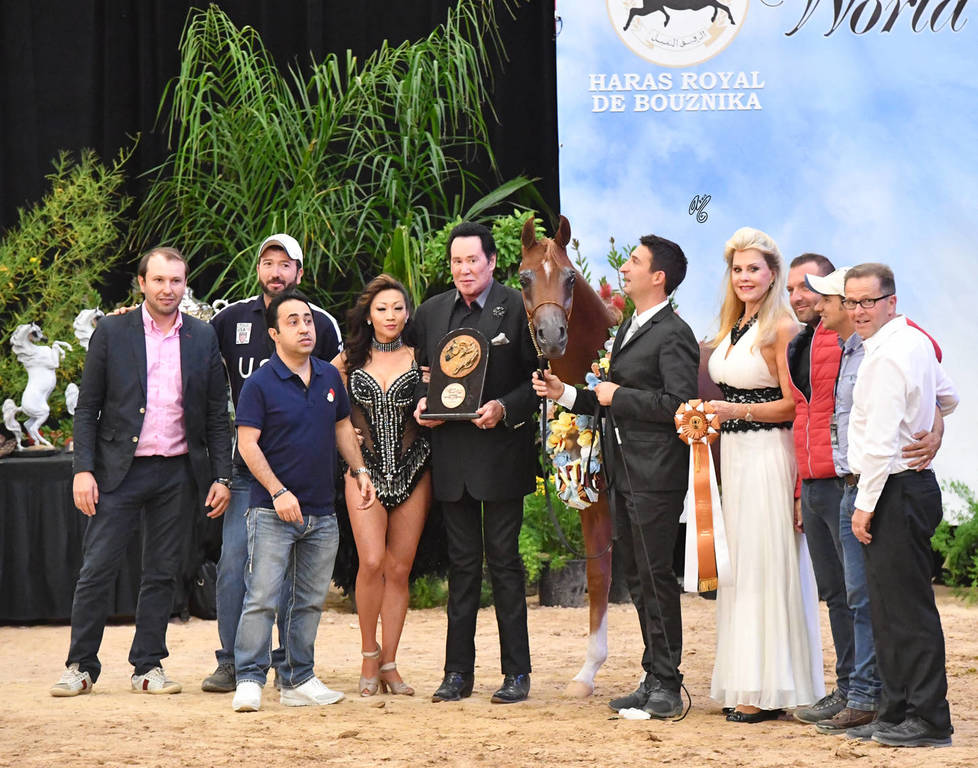 Yearling Colt Bronze Champion: RD Harenaado (Hariry Al Shaqab X DM Endless Romance) 