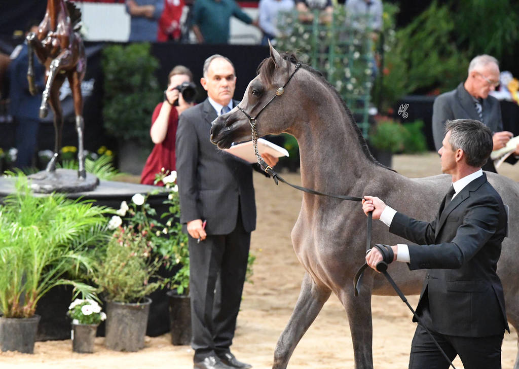 Yearling Filly Gold Champion: Om El Erodite (EKS Alihandro X Om El Excella) 