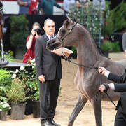 Yearling Filly Gold Champion: Om El Erodite (EKS Alihandro X Om El Excella) 