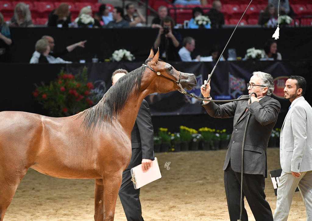 Yearling Filly Silver Champion: Kareemah Albidayer (Kanz Al Bidayer X Khaleifa)  