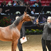 Yearling Filly Silver Champion: Kareemah Albidayer (Kanz Al Bidayer X Khaleifa)  
