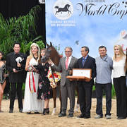 Yearling Filly Silver Champion: Kareemah Albidayer (Kanz Al Bidayer X Khaleifa)  