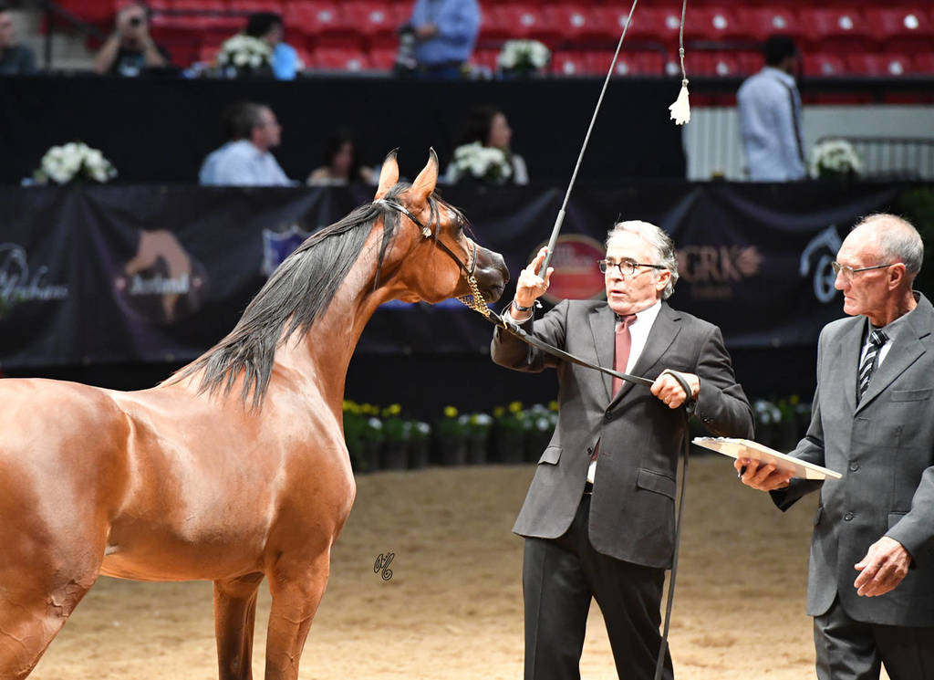 Yearling Filly Bronze Champion: Seranza (Kanz Al Bidayer X Evening Serenade)  