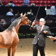 Yearling Filly Bronze Champion: Seranza (Kanz Al Bidayer X Evening Serenade)  
