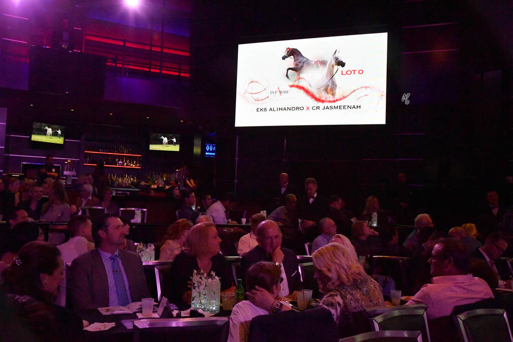    Lisa Abraham: The 2017 Arabian Breeders World Cup Photo Gallery: VEGAS!