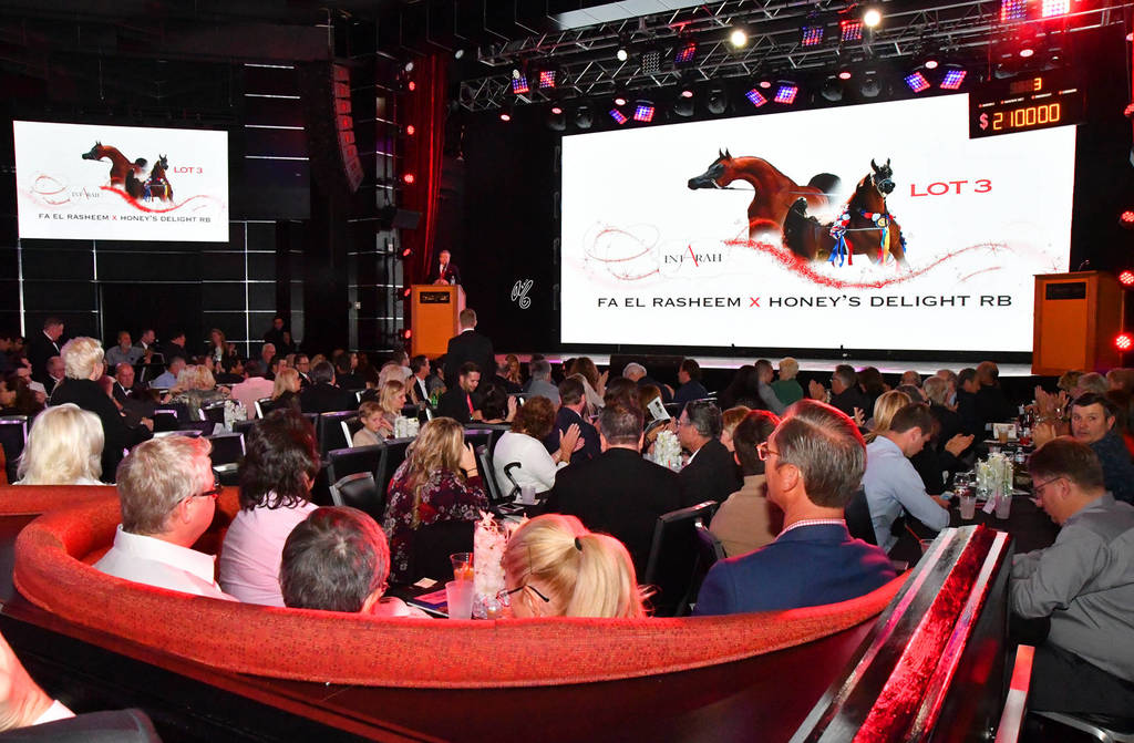    Lisa Abraham: The 2017 Arabian Breeders World Cup Photo Gallery: VEGAS!