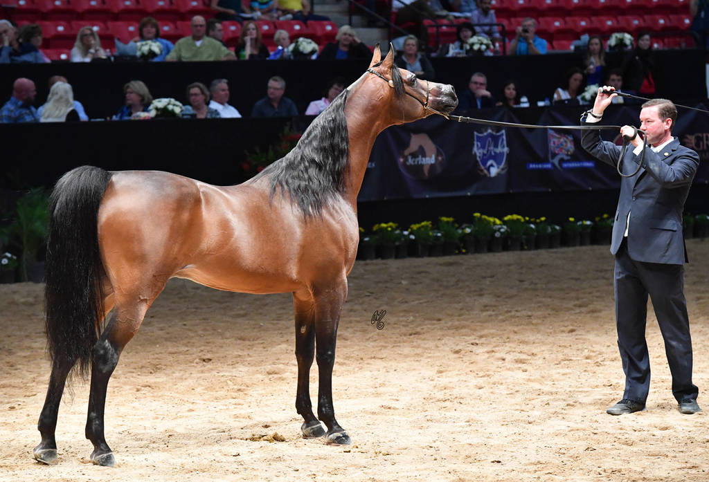 Senior Breeding Stallions 9 Years and Older: Spitfyre VF 