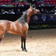 Senior Breeding Stallions 9 Years and Older: Spitfyre VF 