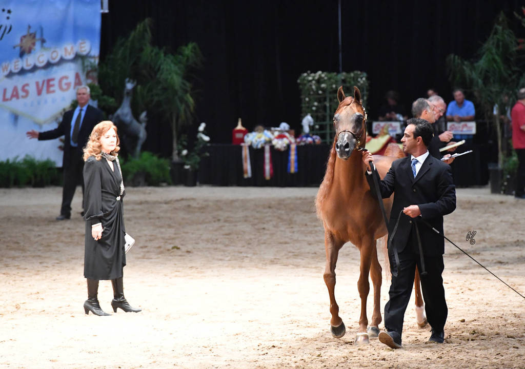 Senior Breeding Stallions 9 Years and Older:  JJ Bellagio