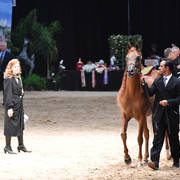 Senior Breeding Stallions 9 Years and Older:  JJ Bellagio