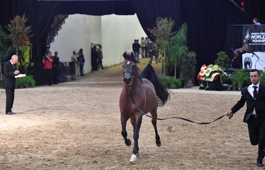 Senior Breeding Stallions 6-8 Years: RD Dynamo