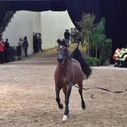 Senior Breeding Stallions 6-8 Years: RD Dynamo