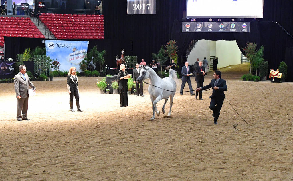 Senior Breeding Stallions 6-8 Years: PS Echo Domani 