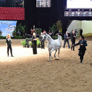 Senior Breeding Stallions 6-8 Years: PS Echo Domani 