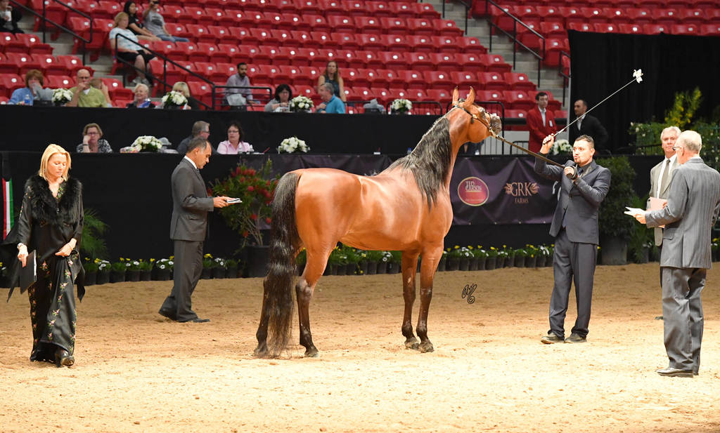 Senior Breeding Stallions 4 & 5 Years: Wishmaker JCA 