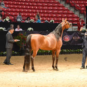 Senior Breeding Stallions 4 & 5 Years: Wishmaker JCA 