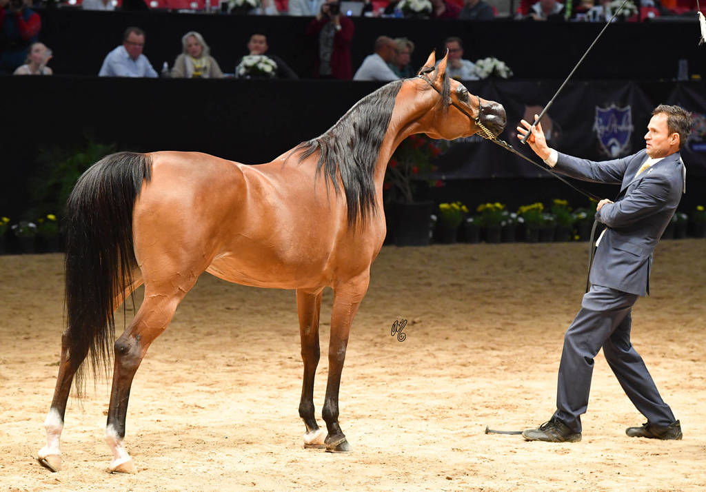 Senior Breeding Mares 6-8 Years: Evening Song IA