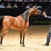 Senior Breeding Mares 6-8 Years: Evening Song IA