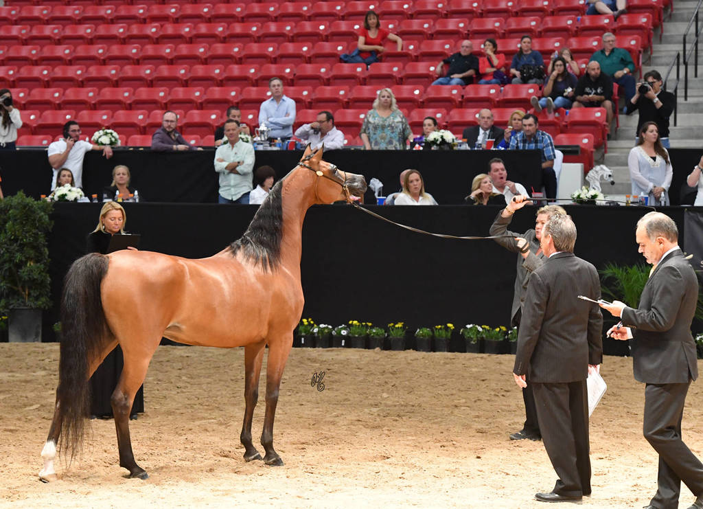 Senior Breeding Mares 6-8 Years: Aurora Aljassimya