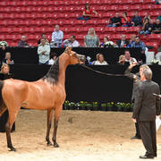 Senior Breeding Mares 6-8 Years: Aurora Aljassimya