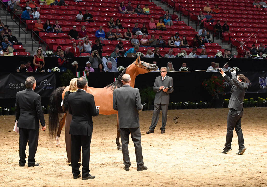 Senior Breeding Mares 6-8 Years: Aurora Aljassimya