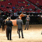 Senior Breeding Mares 6-8 Years: Aurora Aljassimya