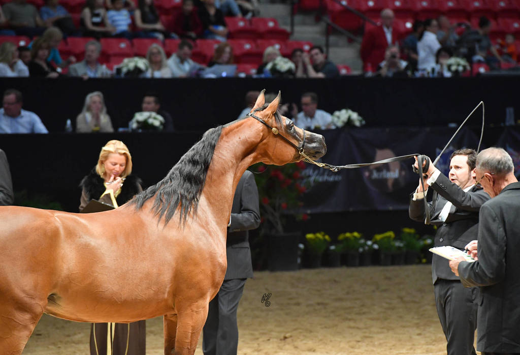 Senior Breeding Mares 6-8 Years: Aurora Aljassimya