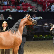 Senior Breeding Mares 6-8 Years: Aurora Aljassimya
