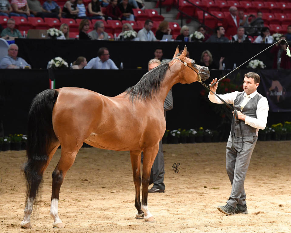 Senior Breeding Mares 6-8 Years: RD Marciena