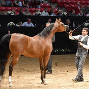 Senior Breeding Mares 6-8 Years: RD Marciena
