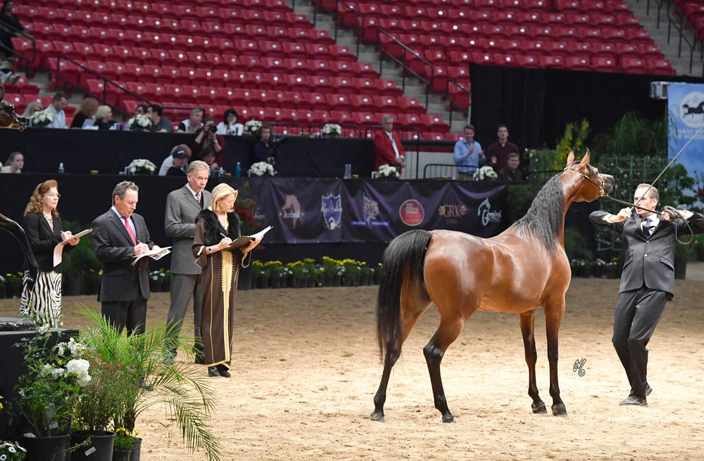 Senior Breeding Mares 5 Years: Bey Monet TRJ 