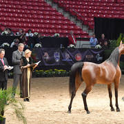 Senior Breeding Mares 5 Years: Bey Monet TRJ 