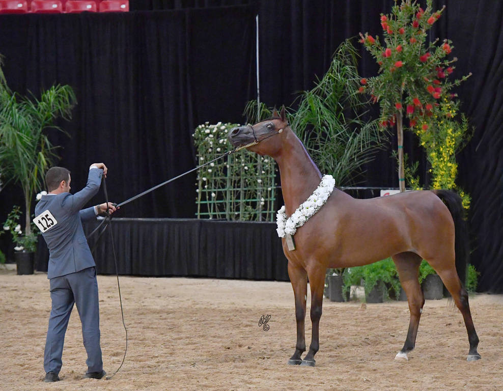 Senior Breeding Mares 4 Years: RD Marciea Bey