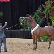 Senior Breeding Mares 4 Years: RD Marciea Bey