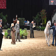 Senior Breeding Mares 4 Years: Om El Justadorable