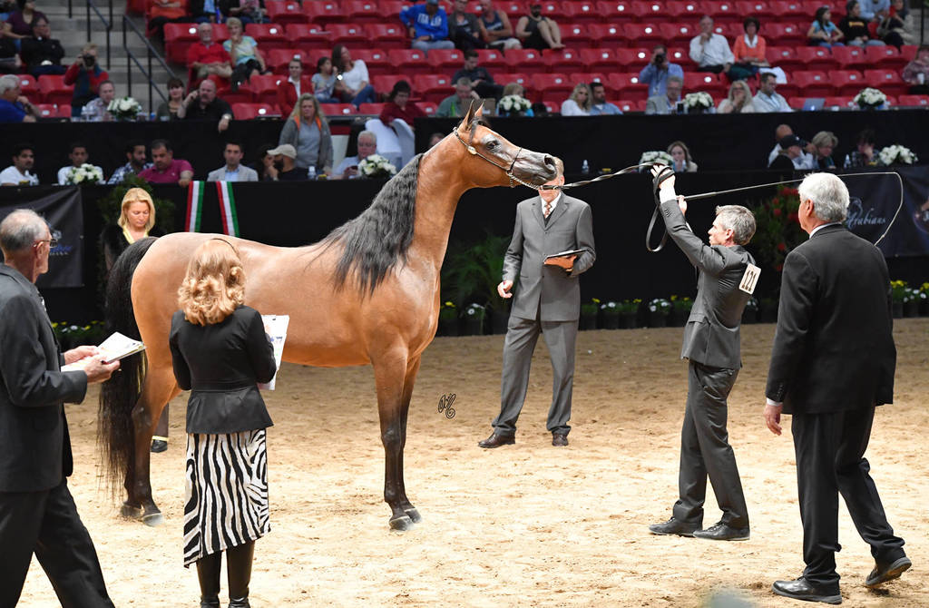 Senior Breeding Mares 4 Years: Muicha El Shawan JQ