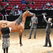 Senior Breeding Mares 4 Years: Muicha El Shawan JQ