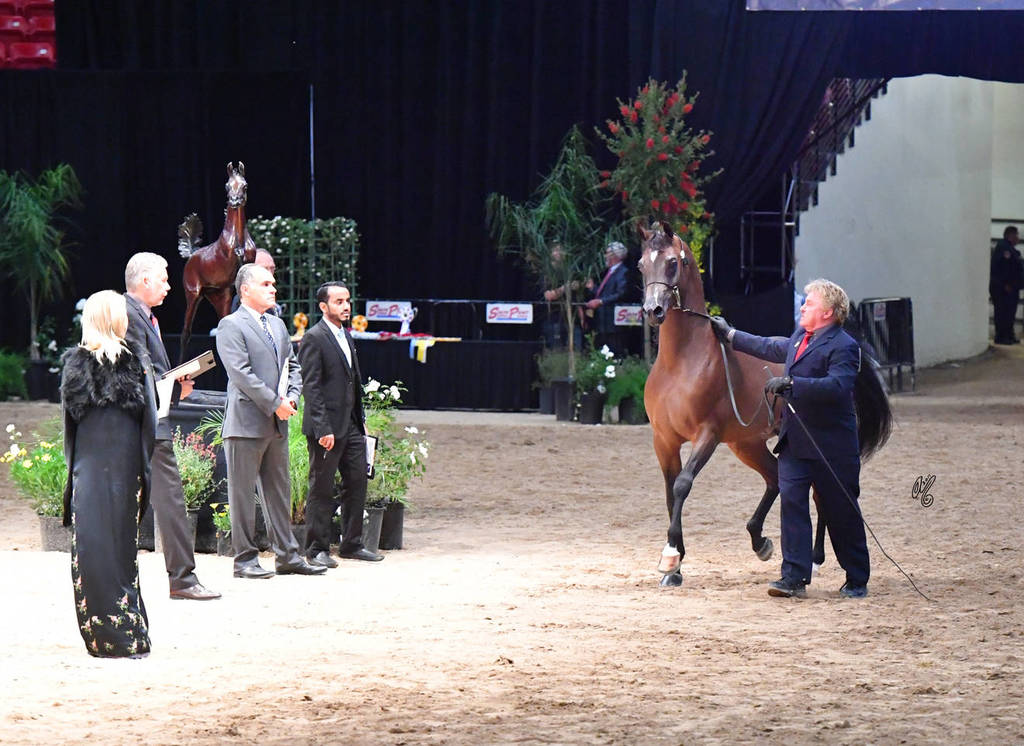 Junior Stallions of 2014: D Angelo 