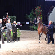 Junior Stallions of 2014: D Angelo 