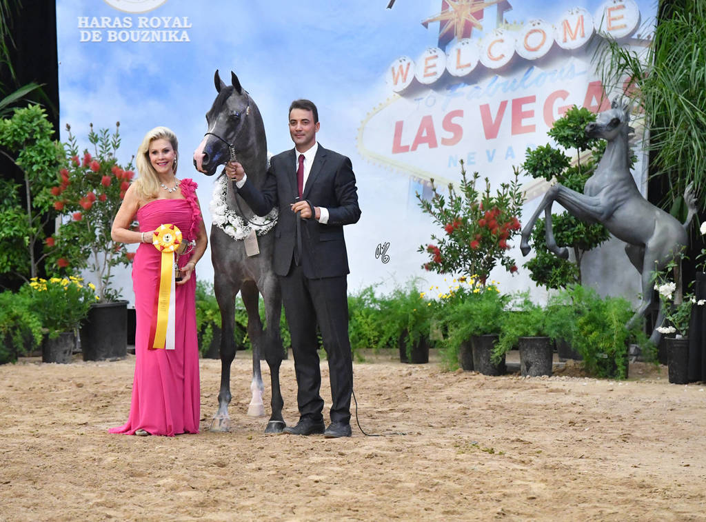 Junior Stallions of 2014:  Veyron ORA