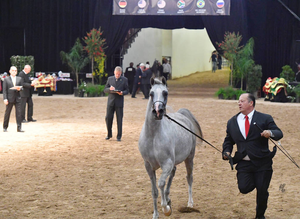 Junior Mares of 2014: Jamaica NA 