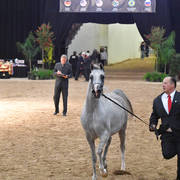 Junior Mares of 2014: Jamaica NA 