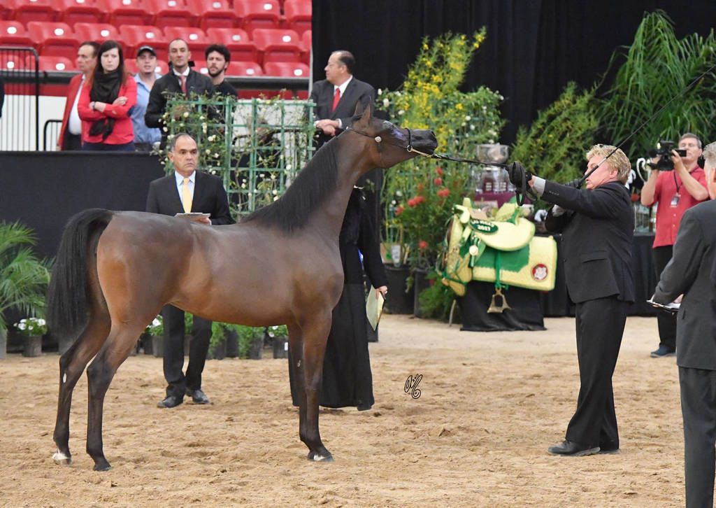 Junior Fillies of 2016: SRA Suzanne