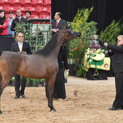 Junior Fillies of 2016: SRA Suzanne