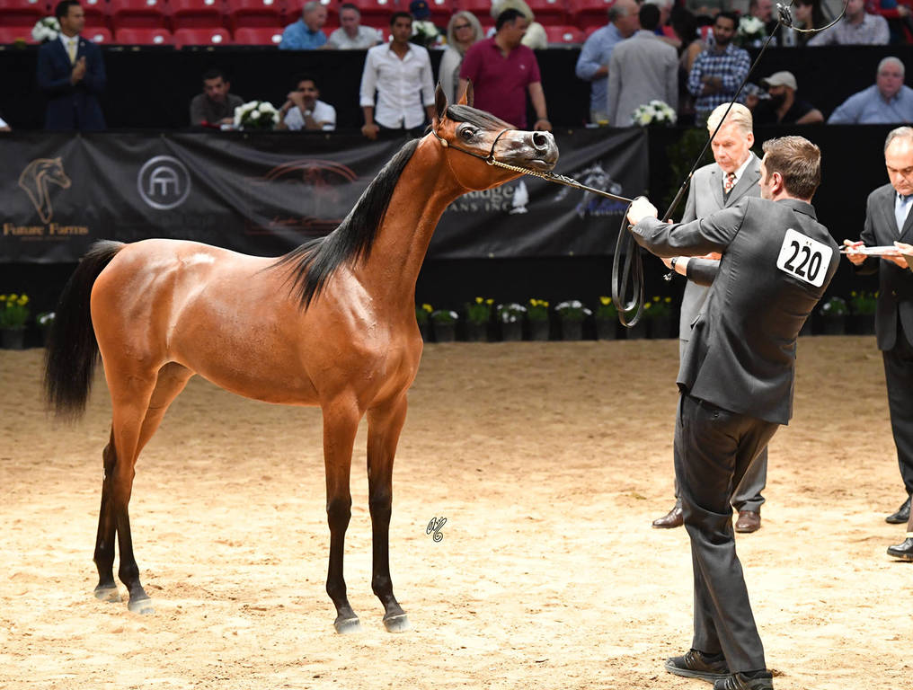 Junior Fillies of 2016:  Rshediah Alkhashab